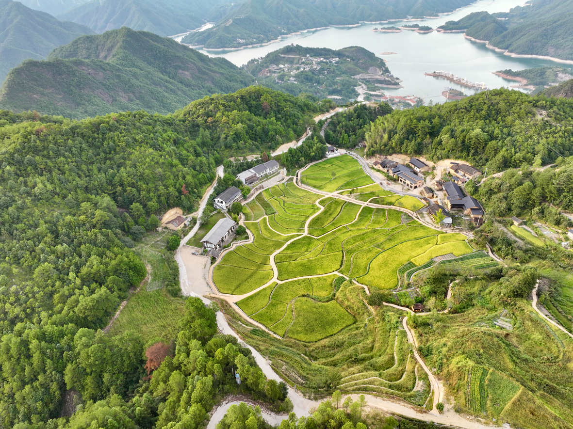 赤石鄉南山湖自然村的水稻漸漸變黃