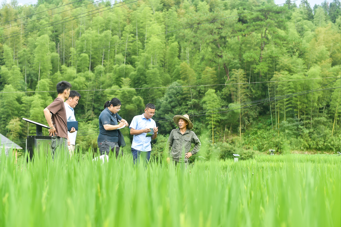 栗溪稻鳖基地